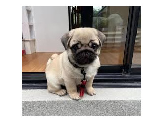 Pug/Mops pentru adopția de Crăciun..