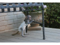 scimmie-cappuccine-sane-per-una-buona-casa-small-3