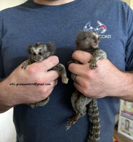 scimmie-marmosette-in-vendita-big-0