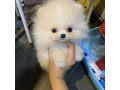 adorable-pomeranian-puppywhatsapp-on-32498312574-small-1