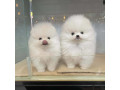 adorable-pomeranian-puppywhatsapp-on-32498312574-small-2
