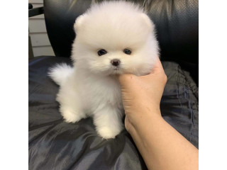 Adorable Pomeranian puppy.WhatsApp on +32498312574