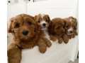 understanding-cavapoo-puppies-small-0