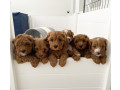 understanding-cavapoo-puppies-small-2