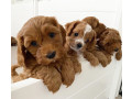 understanding-cavapoo-puppies-small-1