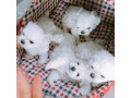 beautiful-maltese-puppies-for-sale-small-0