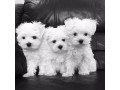 beautiful-maltese-puppies-for-sale-small-1