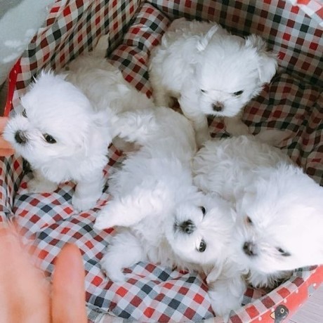 beautiful-maltese-puppies-for-sale-big-0