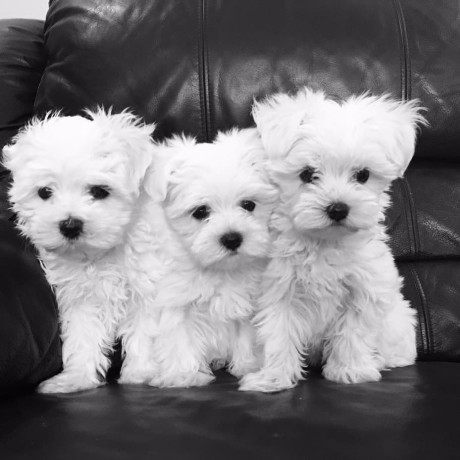 beautiful-maltese-puppies-for-sale-big-1