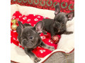 french-bulldog-puppieswhatsapp-on-32498312574-small-2