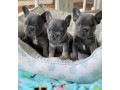 french-bulldog-puppieswhatsapp-on-32498312574-small-0