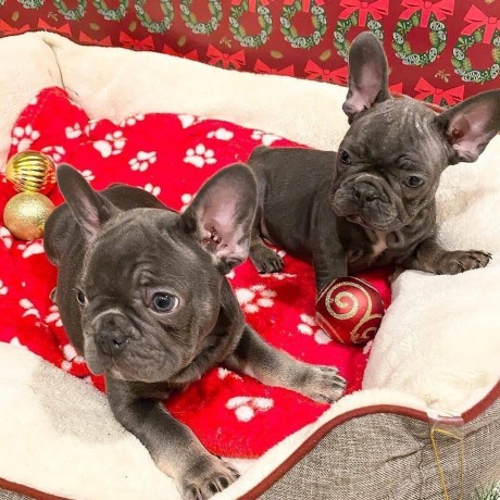 french-bulldog-puppieswhatsapp-on-32498312574-big-2