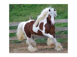Gypsy Vanner cavallo