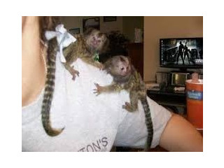 Scimmie marmotta per l'adozione