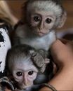 meravigliosa-adorabile-scimmia-cappuccina-in-adozione-big-0