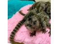 marmoset-monkeys-for-adoption-small-0