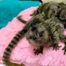 marmoset-monkeys-for-adoption-big-0