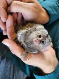 maimuta-marmoset-pigmee-crescuta-manual-de-vanzare-big-0