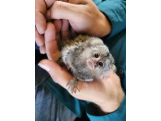 Maimuță marmoset adorabilă și dulce