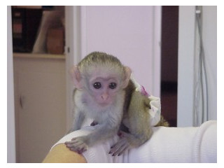 Am o femelă de maimuță capucină pregătită pentru o casă bună și iubitoare.