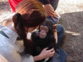 cimpanzeu-dresat-afectuos-si-familiar-de-vanzare-la-orice-casa-gata-small-0