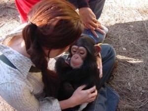 cimpanzeu-dresat-afectuos-si-familiar-de-vanzare-la-orice-casa-gata-big-0