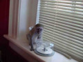 maimute-riendly-pentru-adoptie-small-0