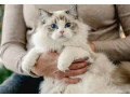 pisicute-ragdoll-small-0