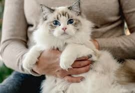 pisicute-ragdoll-big-0