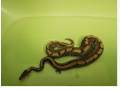 pitoni-regali-cu-suport-pentru-adoptare-small-3