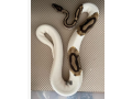 pitoni-regali-cu-suport-pentru-adoptare-small-0