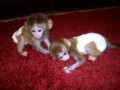 maimute-disponibile-vor-veni-cu-toate-actele-lor-veterinare-inregistrare-small-0