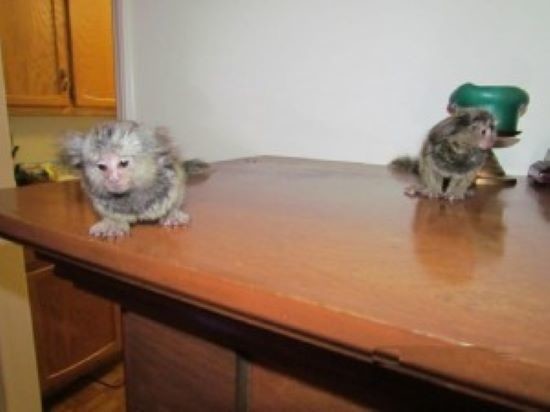 marmoset-fermecator-pentru-adoptie-big-0