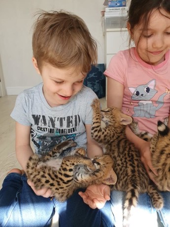 pisoi-serval-savannah-si-caracal-big-4