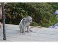 maimute-capucin-sanatoase-pentru-o-familie-buna-small-2