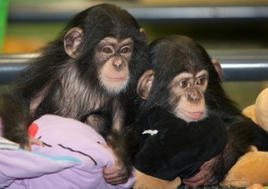 cimpanzeu-geaman-bine-antrenat-acasa-big-0