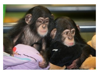 2 Cimpanzeu geamăn bine antrenat acasă