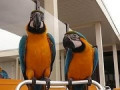 papagali-macaw-albastri-si-aurii-bine-dresati-small-0