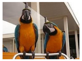 Papagali macaw albaștri și aurii bine dresați