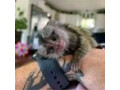 femeie-de-maimuta-marmoset-de-vanzare-small-0