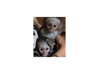 Drăguț pentru biberoane Gemeni pui de maimuță capucină de vânzare