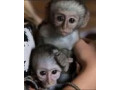 maimute-capuhin-babies-de-calitate-superioara-pentru-adoptie-small-0