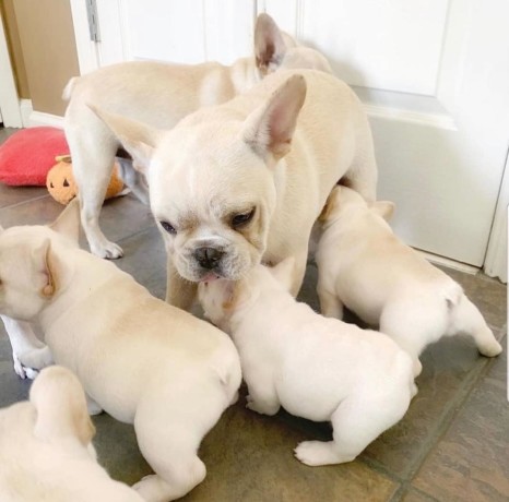 excelent-buldog-francez-de-vanzare-big-0