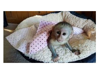 Frumoase maimuțe capucine de vânzare