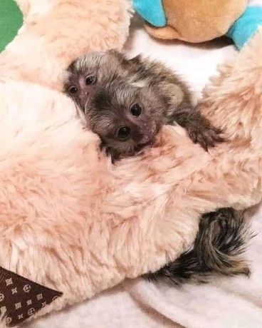 maimute-marmoset-adorabile-pentru-adoptie-big-0
