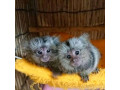maimute-marmoset-ridicate-de-calitate-small-0