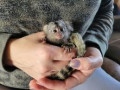 disponibili-scimmie-marmoset-maschi-e-femmine-small-0