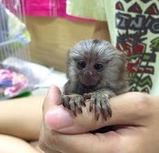 micuta-maimuta-marmoset-dulce-big-0