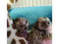 maimute-marmoset-fermecatoare-disponibile-small-0