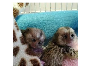 Maimuțe marmoset fermecătoare disponibile